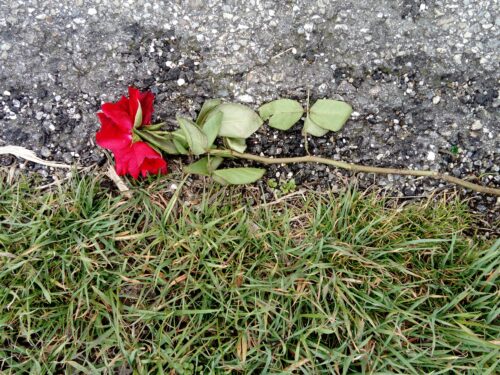 Chi lascia una rosa per strada?